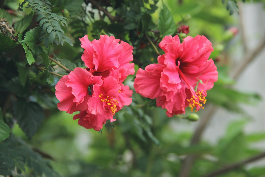 Blossom Into Beauty: Discover the Miraculous Benefits of Hibiscus for Skin - Sundara Aura