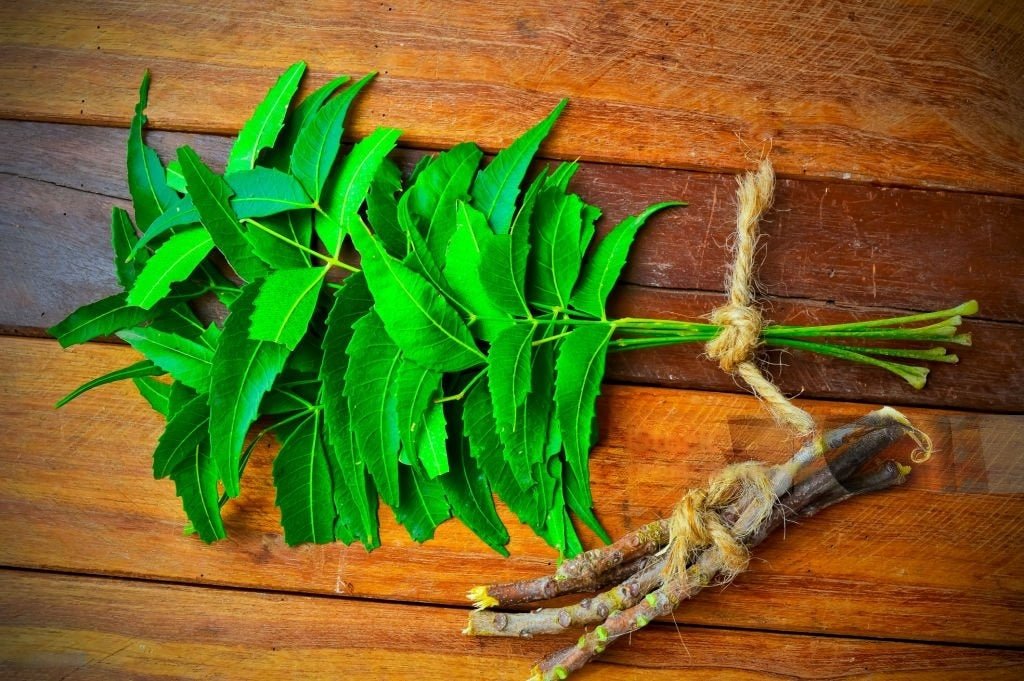 Unlock the Natural Power of Neem for Flawless Skin - Sundara Aura